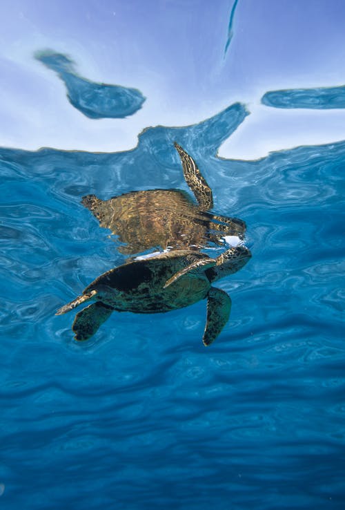 Grote Wilde Schildpad Die In Zeewater Zwemmen