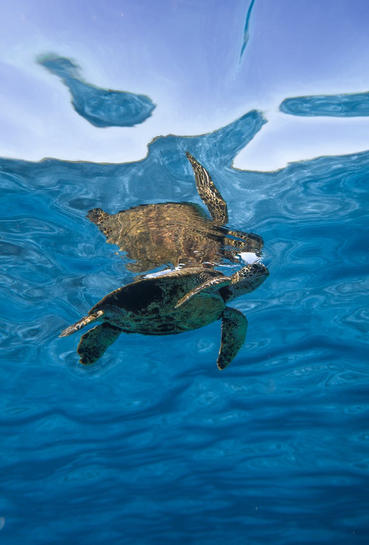 Big Wild Turtle Swimming In Seawater