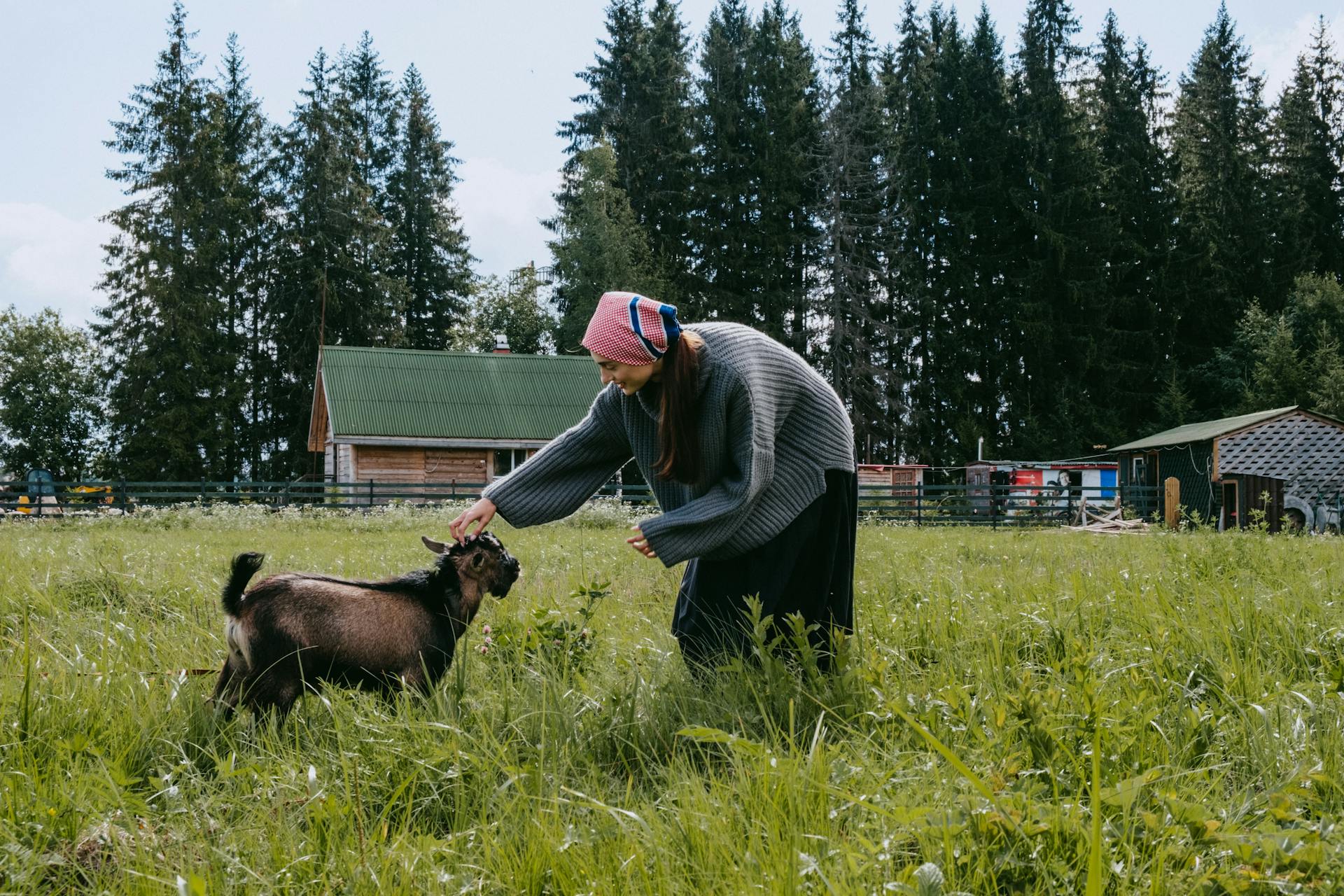 Une femme en pull gris caresse une chèvre sur un champ d'herbe verte