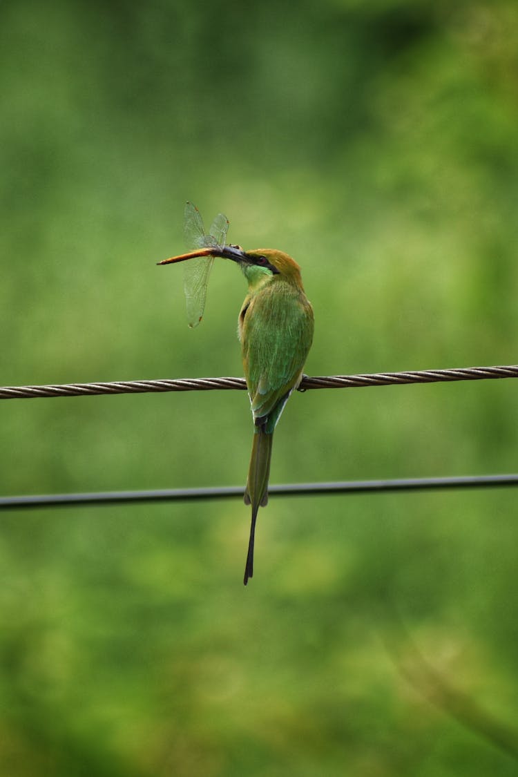 Green And Brown Bird On Black Wire