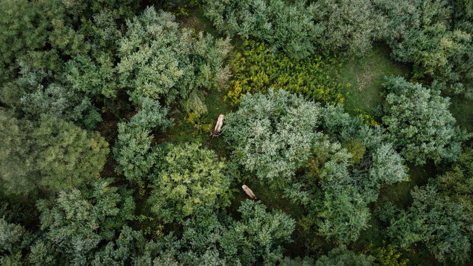 Montana Timberland Conservation