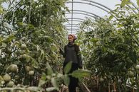 一位女园丁在温室里检查成熟的西红柿
