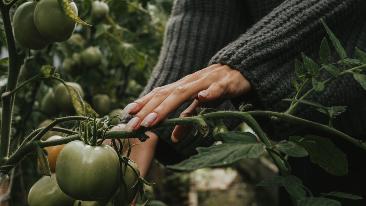 Créer un jardin dhiver : conseils pratiques pour 2026