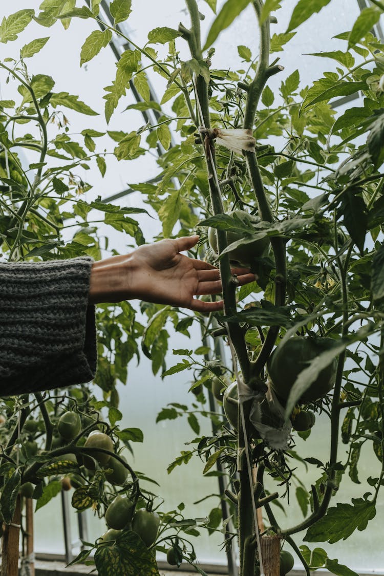 Person Holding Green Plant