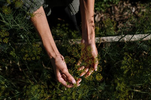 Kostenloses Stock Foto zu arrms, bauernhof, dill