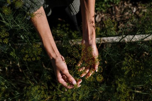 Free Hands gently touching fresh dill plants in a sunlit vegetable garden, capturing nature's growth. Stock Photo