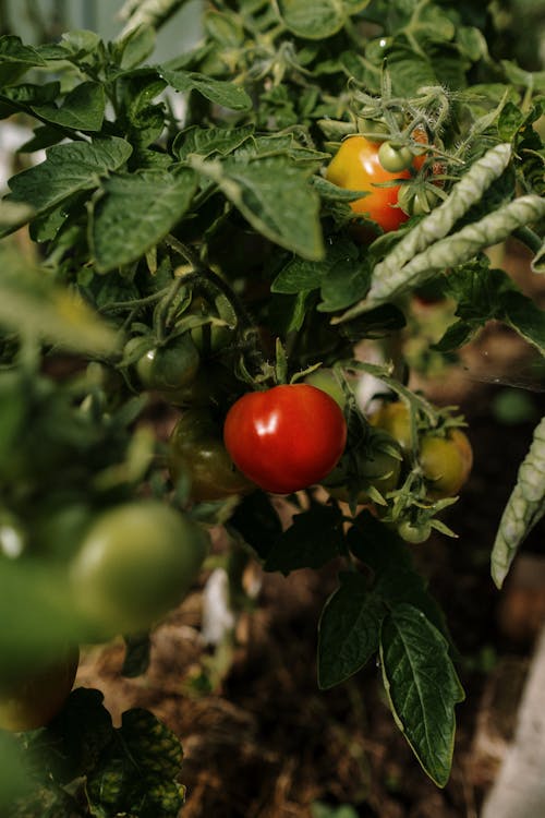 Free Green and Red Tomatoes Stock Photo