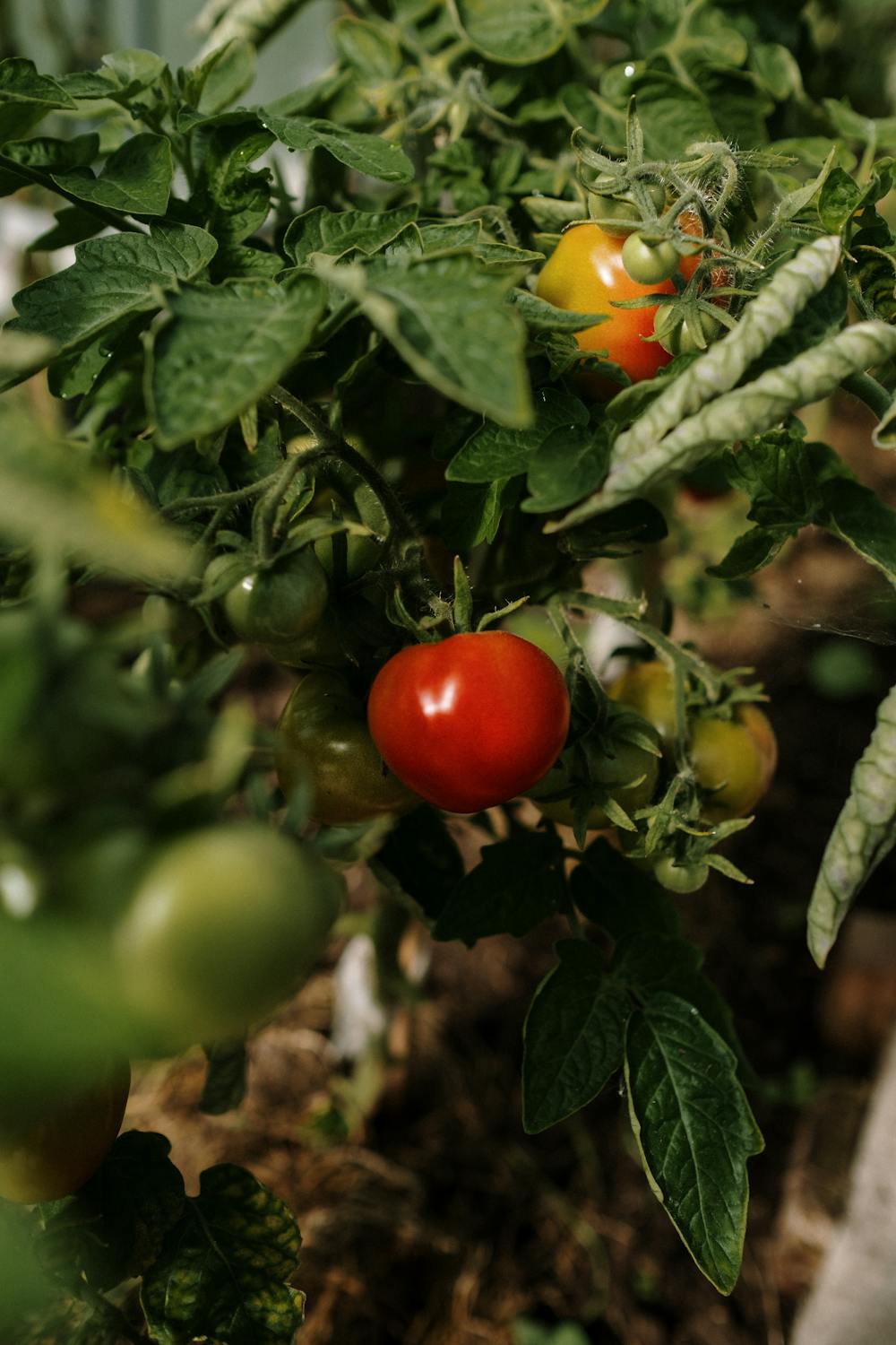 Determinate Tomato Plants vs. Indeterminate Tomato Plants