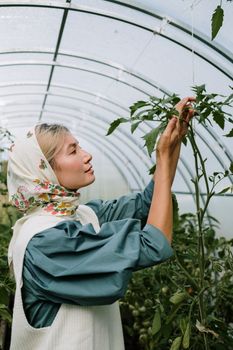 头巾中的女人更倾向于温室里的番茄植物