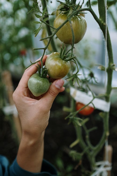 Person Holding A Tomato 