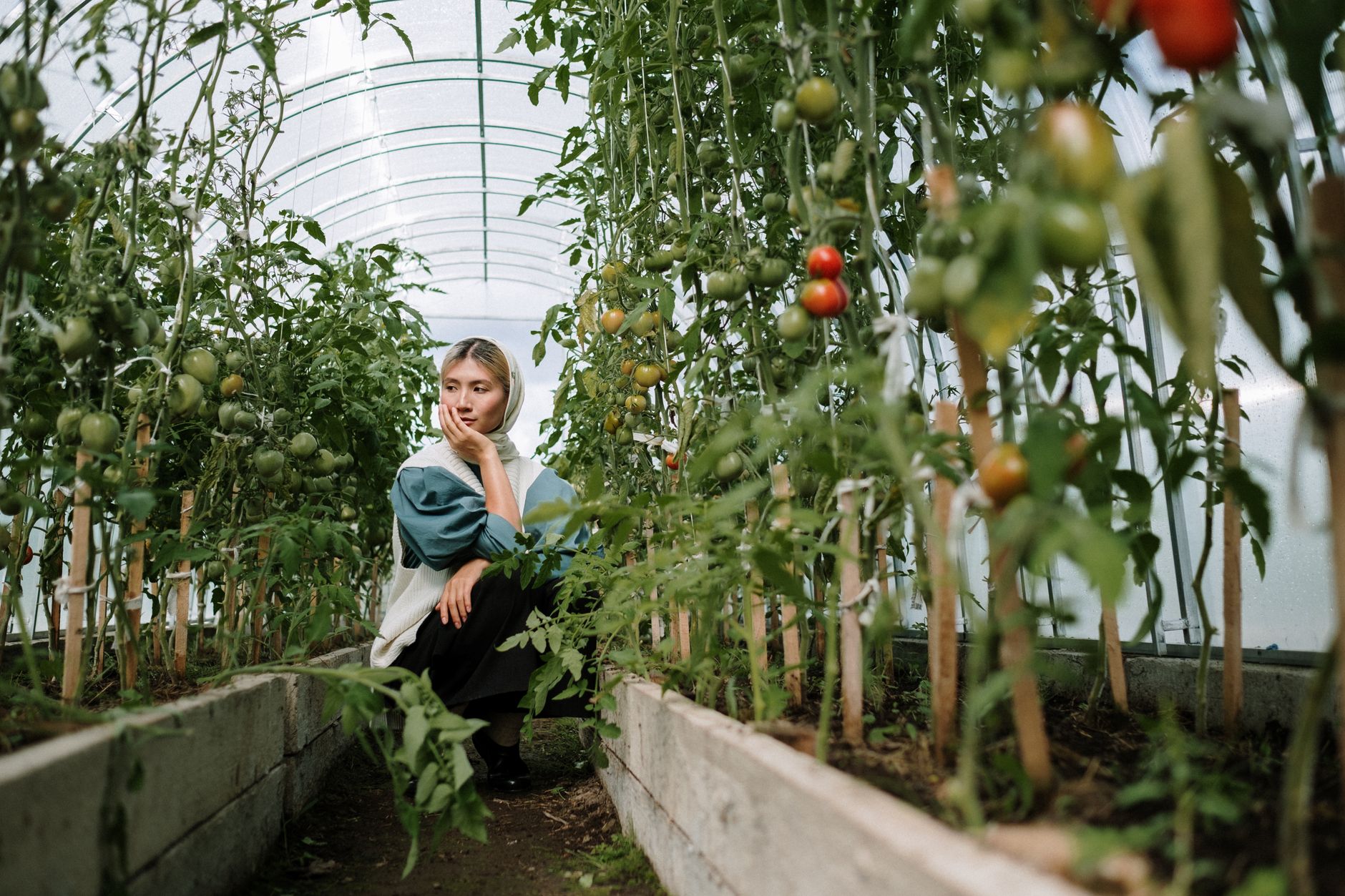 Properly Tied Tomato A healthy tomato plant with ripe fruit, properly tied to a stake with a soft, green plant tie, demonstrating correct loose looping.