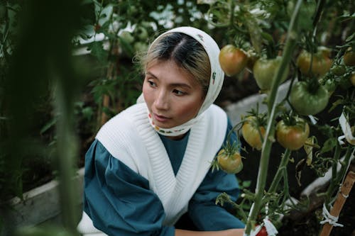 A Woman Harvesting Tomatoes