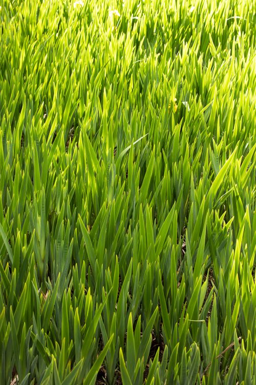 Free Lush green grass blades reaching sunlight, showcasing natural growth and serenity in a rural setting. Stock Photo