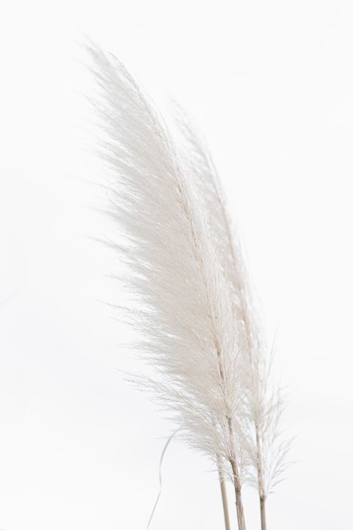 Free Minimalist close-up of pampas grass with a bright white background, showcasing elegant natural textures. Stock Photo