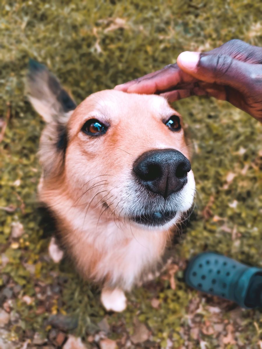 Seekor anjing gembira sedang dibelai