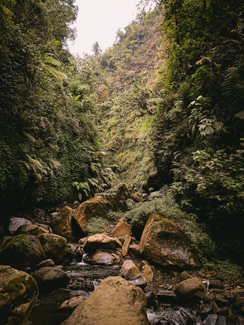 Clear creek flowing through rocks in green forest