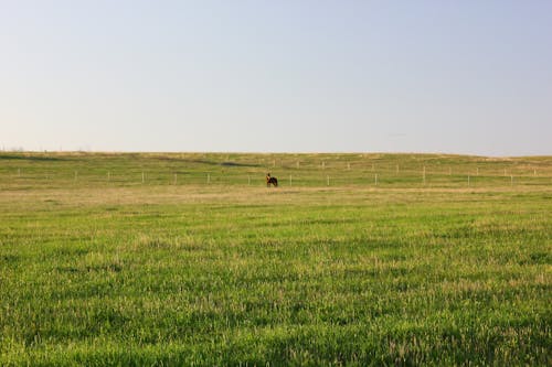 A Horse in the green Grass Field