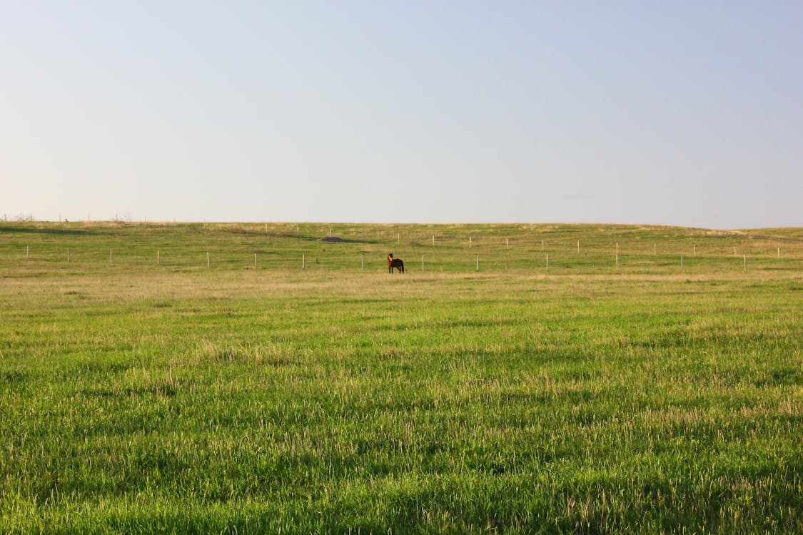 Fotos de stock gratuitas de agricultura, al aire libre, campo