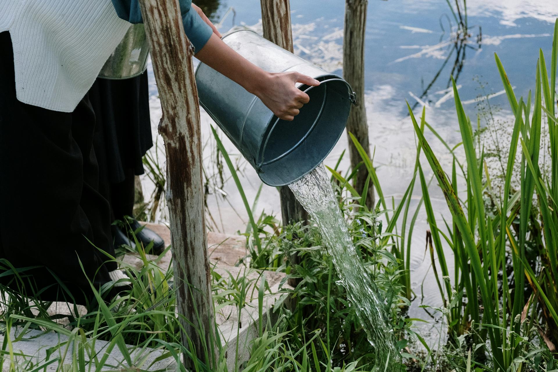 A person pouring water from a metal bucket into a pond surrounded by plants.