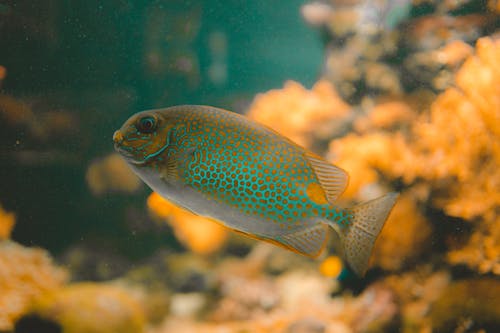 Kostenloses Stock Foto zu exotisch, fisch, Gelbflecken-Kaninchenfisch