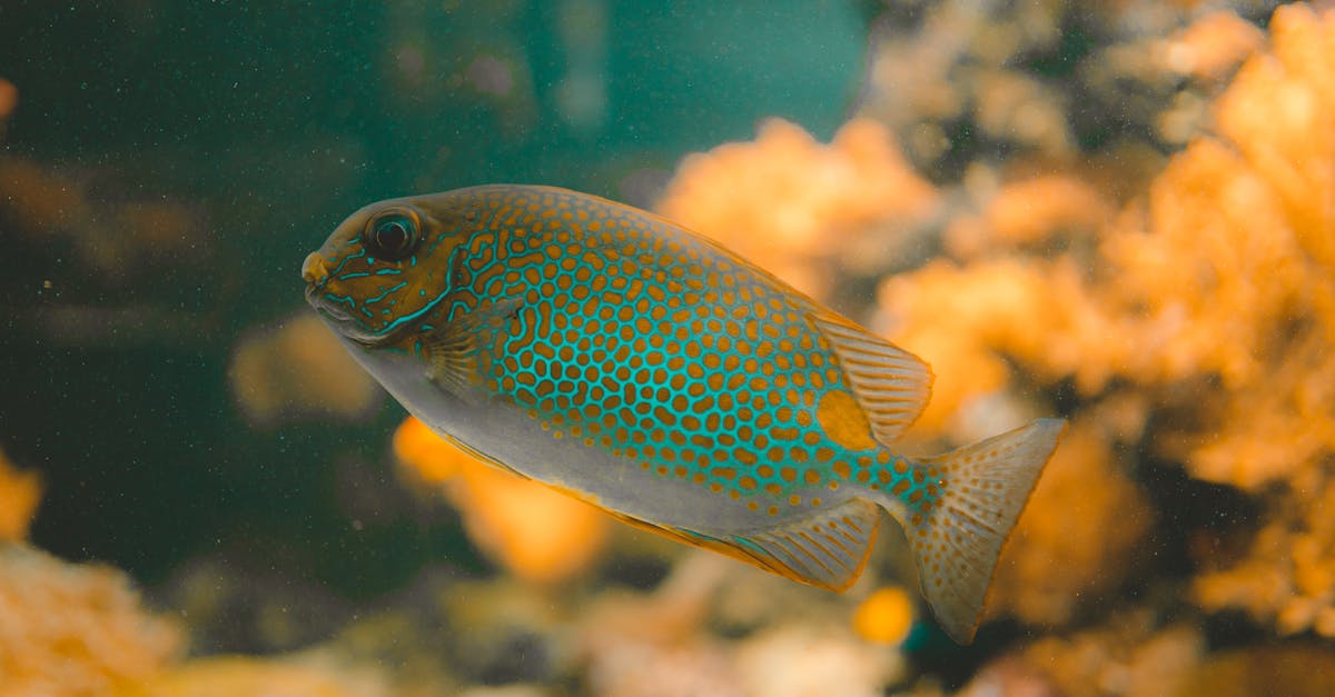 Nutrition optimale pour les poissons vieillissants