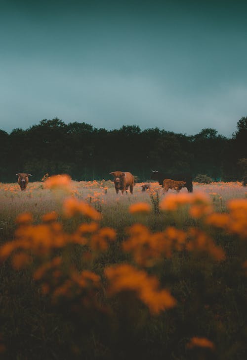 Cattle on a Pasture Photographed from Distance 