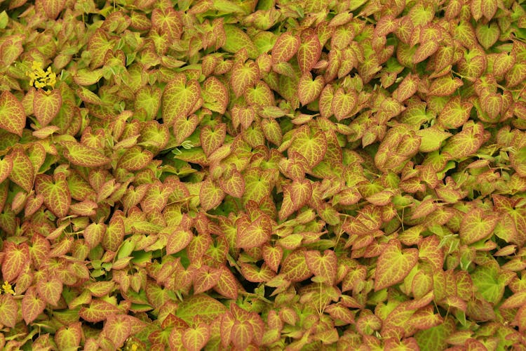 Green And Brown Dried Leaves