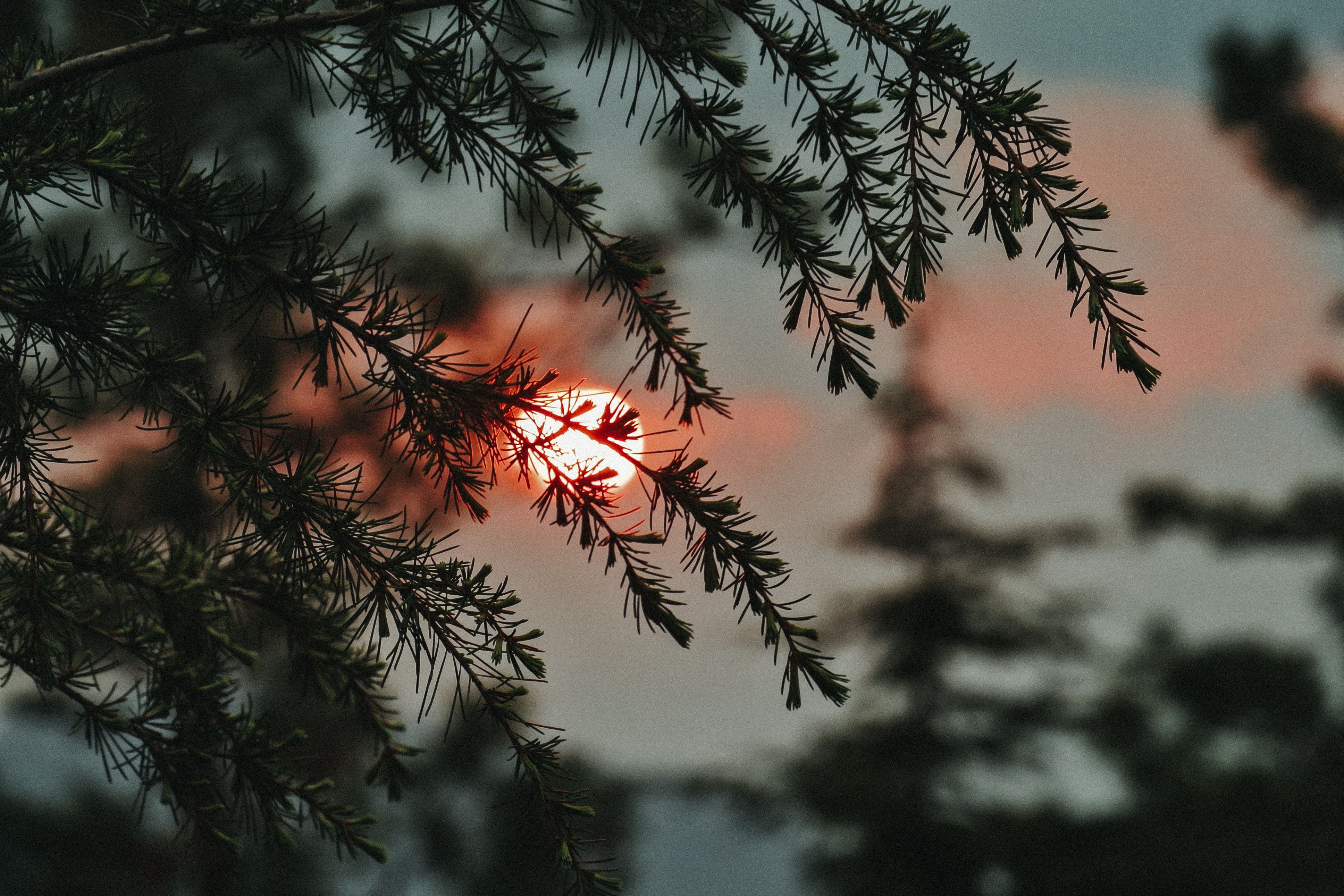 Pine Tree Branch at Sunset · Free Stock Photo