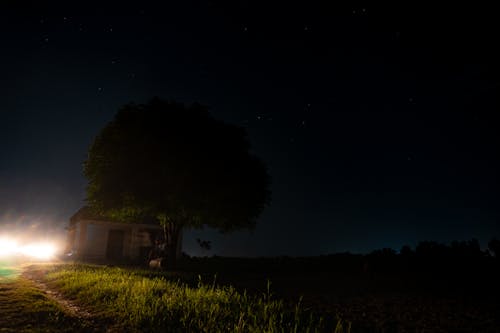 Kostnadsfri bild av mörk natt, träd på natten