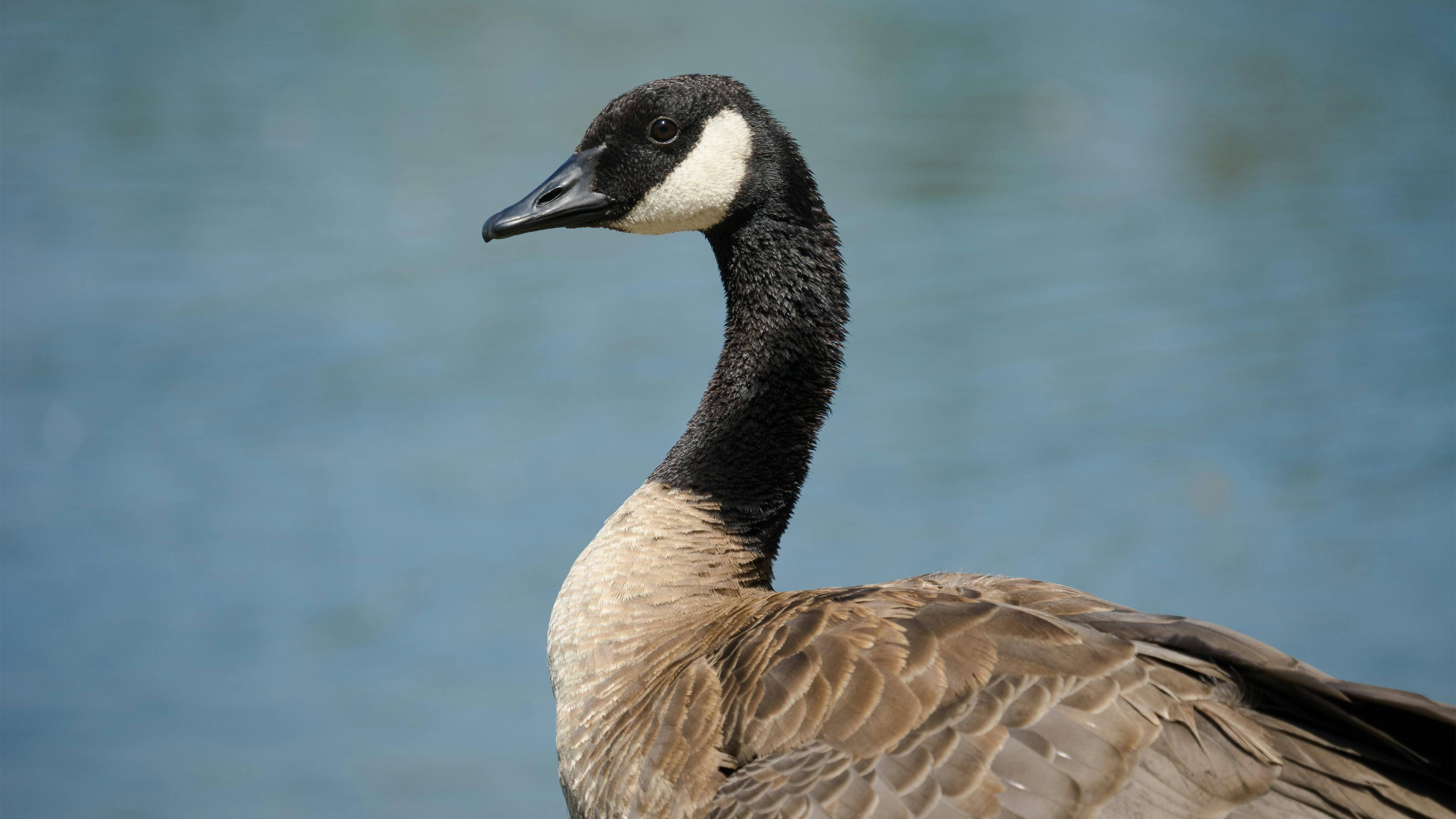 all black canada goose download all black canada goose download