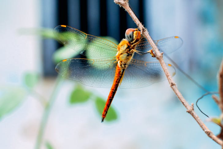 Small thin graceful dragonfly with crystal wings resting on branch of shrub in soft focus