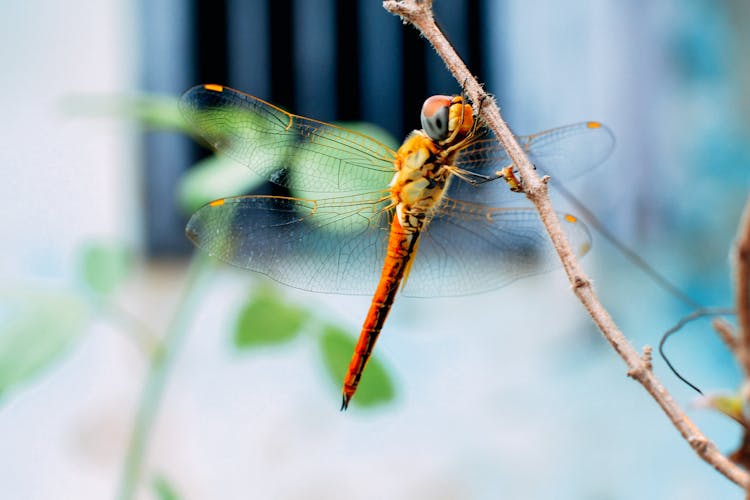 Bright Orange Dragonfly With Transparent Wings