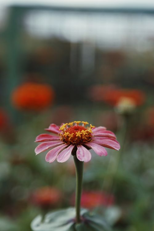 Free Vibrant pink zinnia flower captured in focus with a blurred garden background. Stock Photo