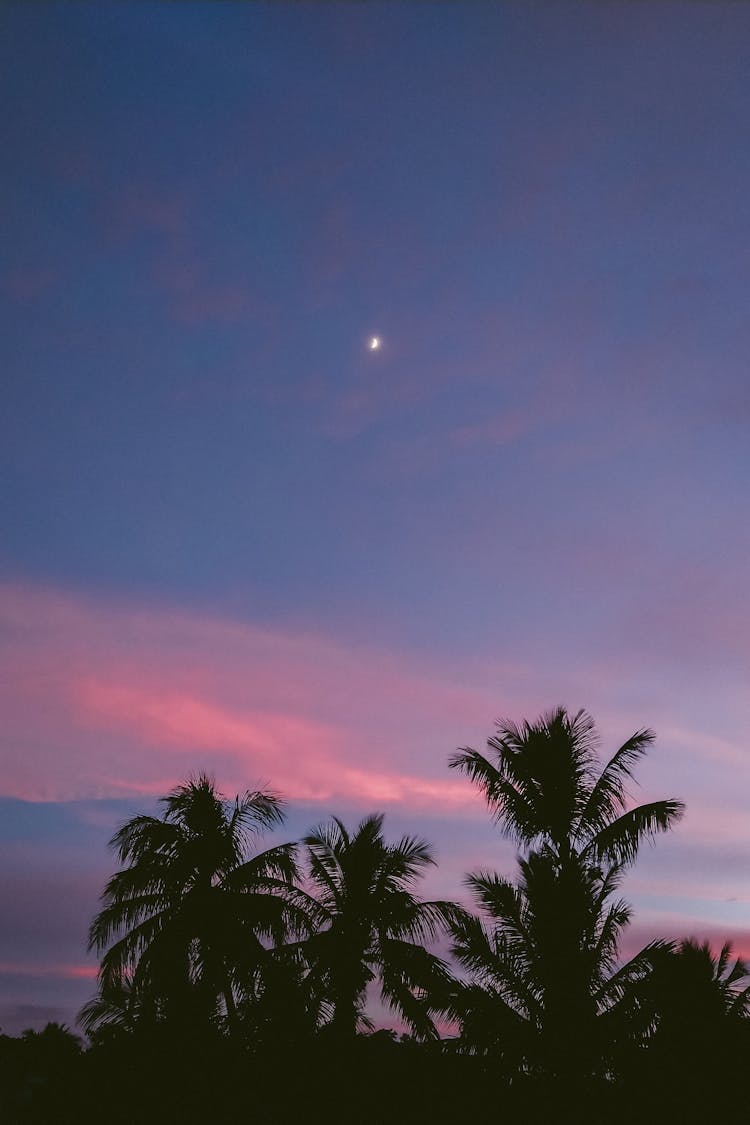 Purple Image Of Sky At Dusk And Palm Trees Silhouettes