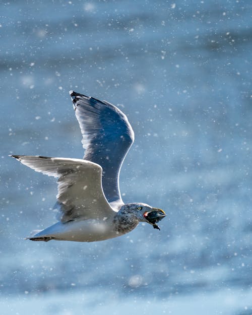 Free Wild seagull flying in sky and carrying fish in beak during snowfall on winter day Stock Photo