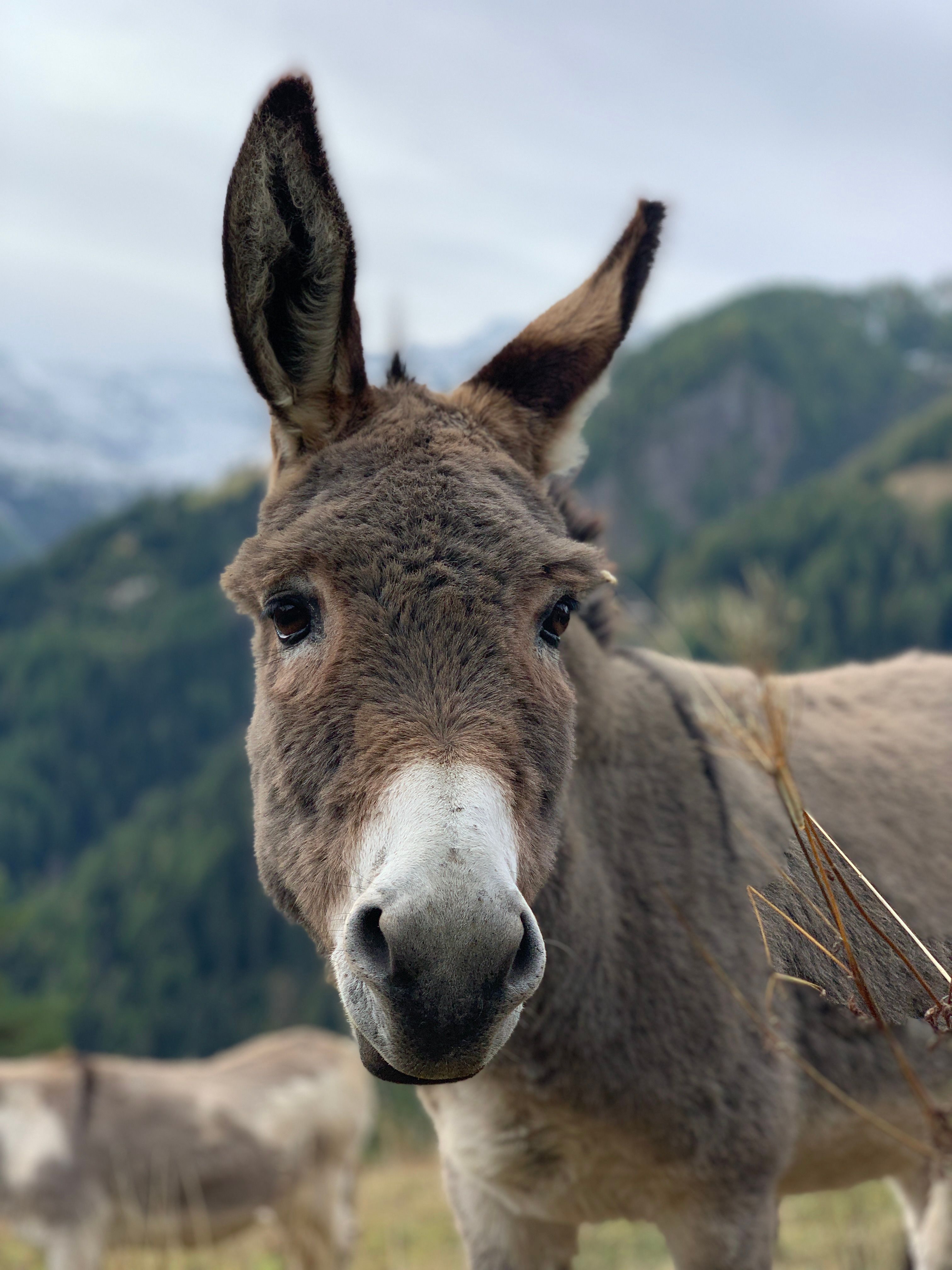 Donkey Ridng Man Riding Donkey · Free Stock Photo