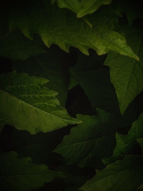 Green Leaves in Close Up Photography