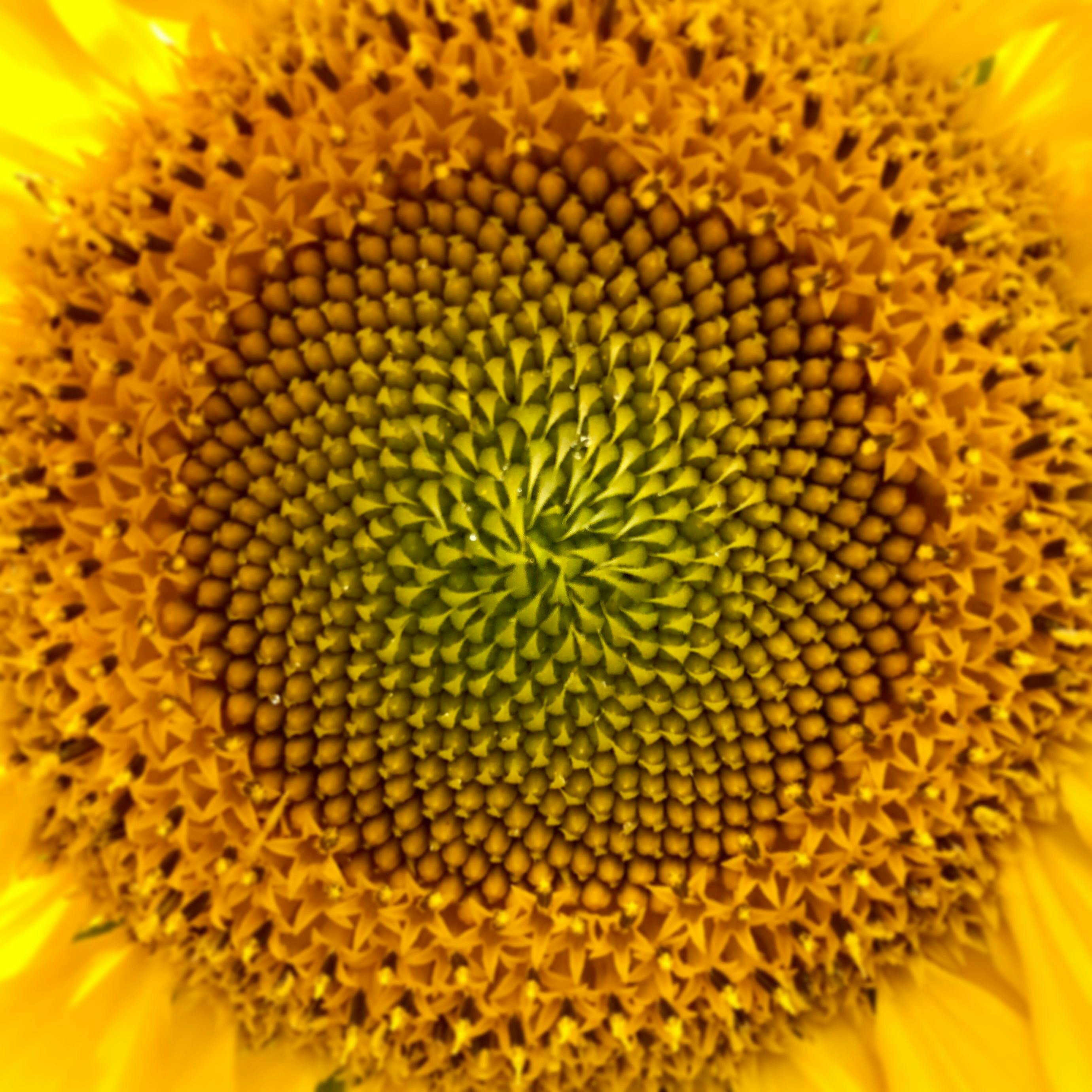 Free stock photo of flower, sun flower, yellow