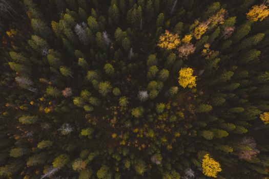 Explore a vibrant aerial view of a forest in Vsevolozhsky District, Russia, showcasing autumn's changing colors.