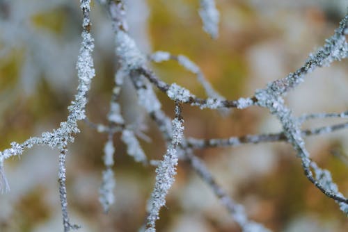 Snowflakes on the Twig in Close-up Photography