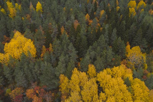 Yellow and Green Trees in Aerial View