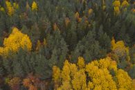 Yellow and Green Trees