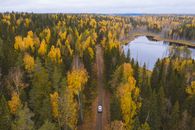 Green and Yellow Trees Beside River