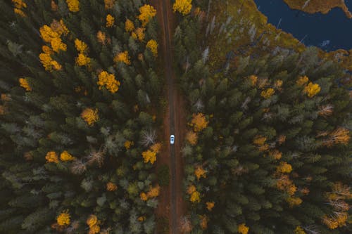 Free Top View of a Road in the Forest Stock Photo
