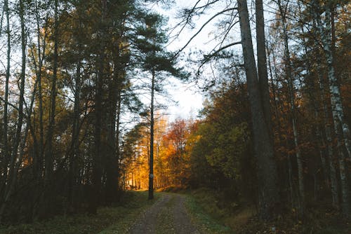 Ilmainen kuvapankkikuva tunnisteilla hiekkatie, lehvät, luonto