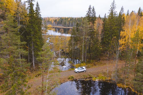 ağaçlar, araç kullanmak, beyaz araba içeren Ücretsiz stok fotoğraf