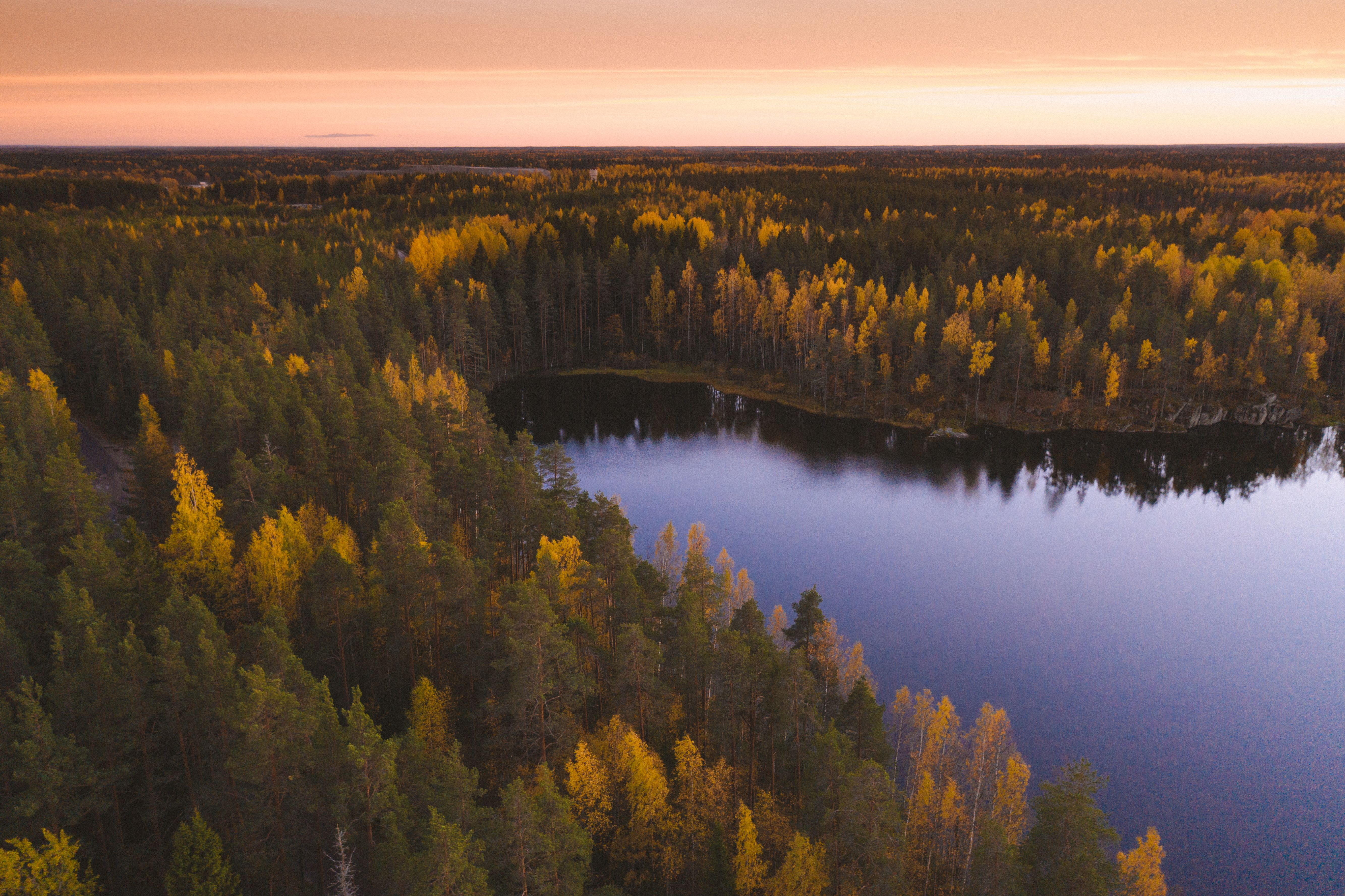Drone Shot of Trees and Lake in the Forest · Free Stock Photo