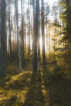 A tranquil pine forest with sunlight filtering through tall trees at daybreak.