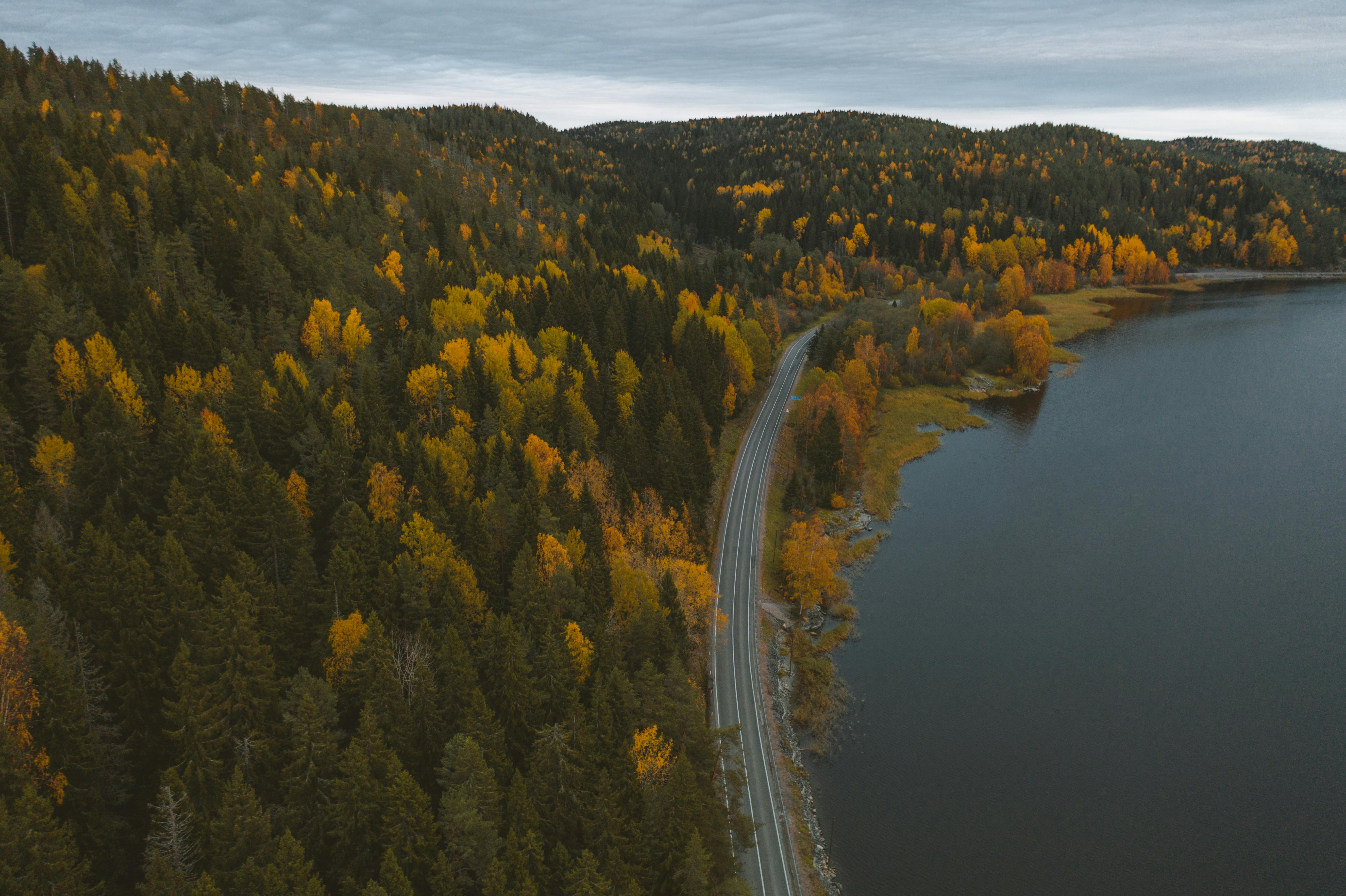 aerial photography of long road between green trees and lake