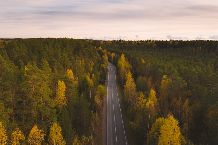 A  Long Empty Road Between Autumn Trees